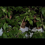 heliopause in the trees